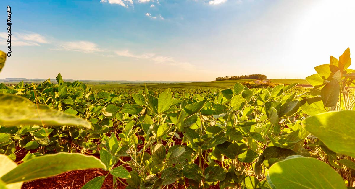 Rede Soja Sustentável nasce para aproximar o Rural e o Urbano do Brasil