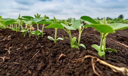 Pela primeira vez na Agrishow, Plataforma GoSolos traz análise genética do solo para a rotina dos produtores rurais brasileiros