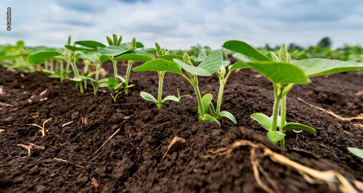 Pela primeira vez na Agrishow, Plataforma GoSolos traz análise genética do solo para a rotina dos produtores rurais brasileiros