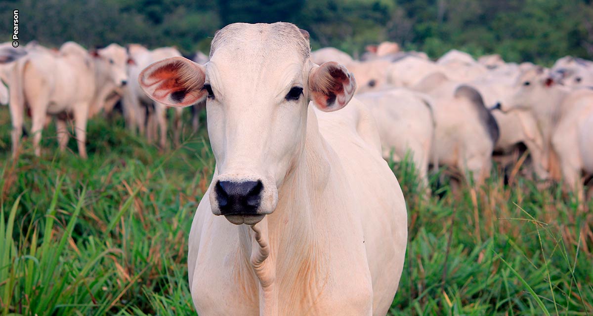 Nutrição é parte essencial de estratégia para fortalecer imunidade dos bovinos