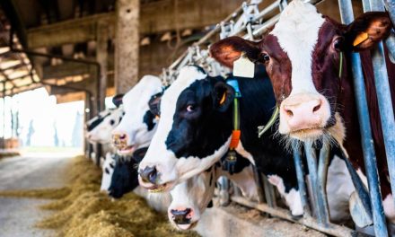 Oferecer mais conforto às vacas aumenta a rentabilidade na produção de leite