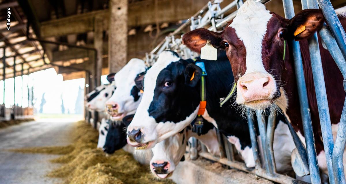 Oferecer mais conforto às vacas aumenta a rentabilidade na produção de leite