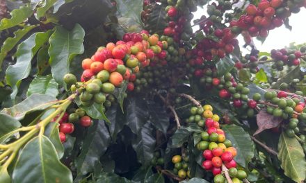 Granizo e geadas ameaçam produção de café