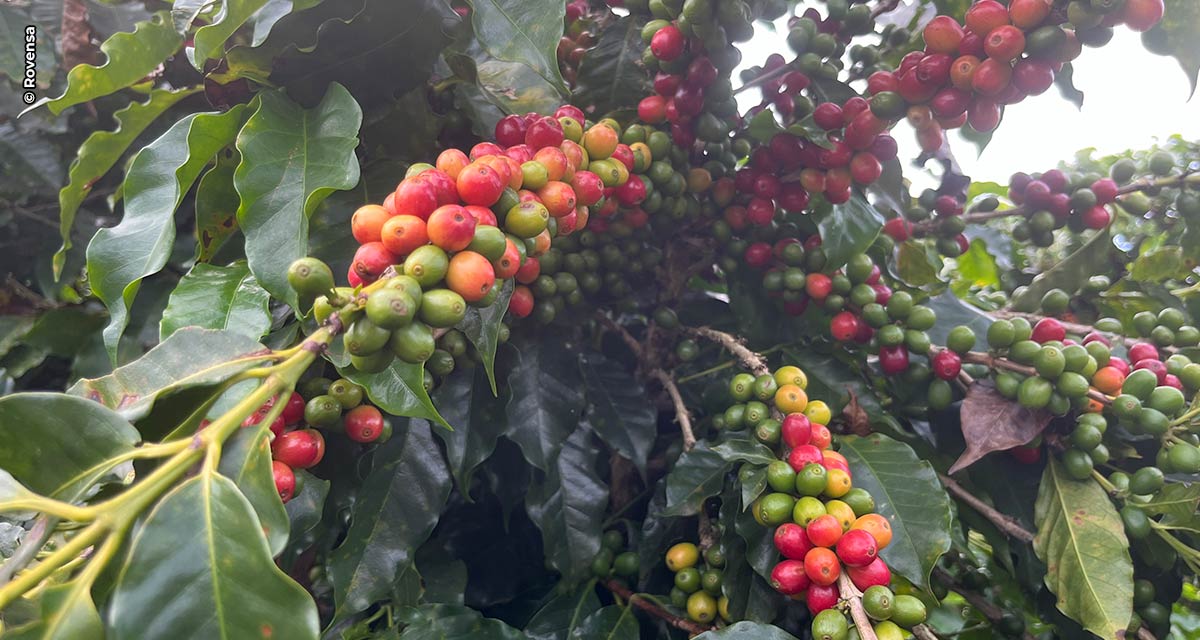 Granizo e geadas ameaçam produção de café