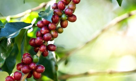 Controle do bicho-mineiro na produção de café demanda uso de inseticidas