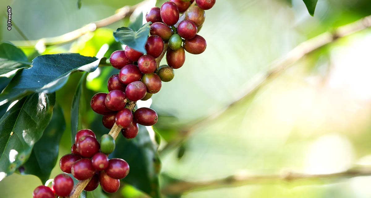 Controle do bicho-mineiro na produção de café demanda uso de inseticidas