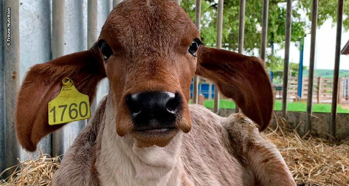 Primeira edição do “Vivenciando a Prática” na ExpoZebu recebe apoio da Trouw Nutrition