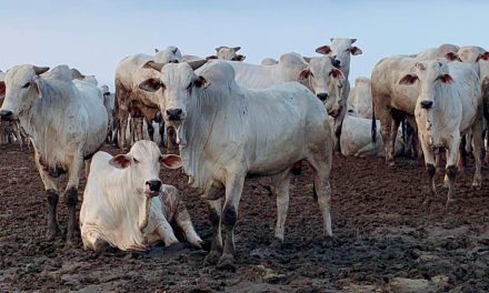 Qual a melhor estratégia em período de estiagem na região Norte: semiconfinamento, confinamento convencional ou terminação intensiva a pasto?