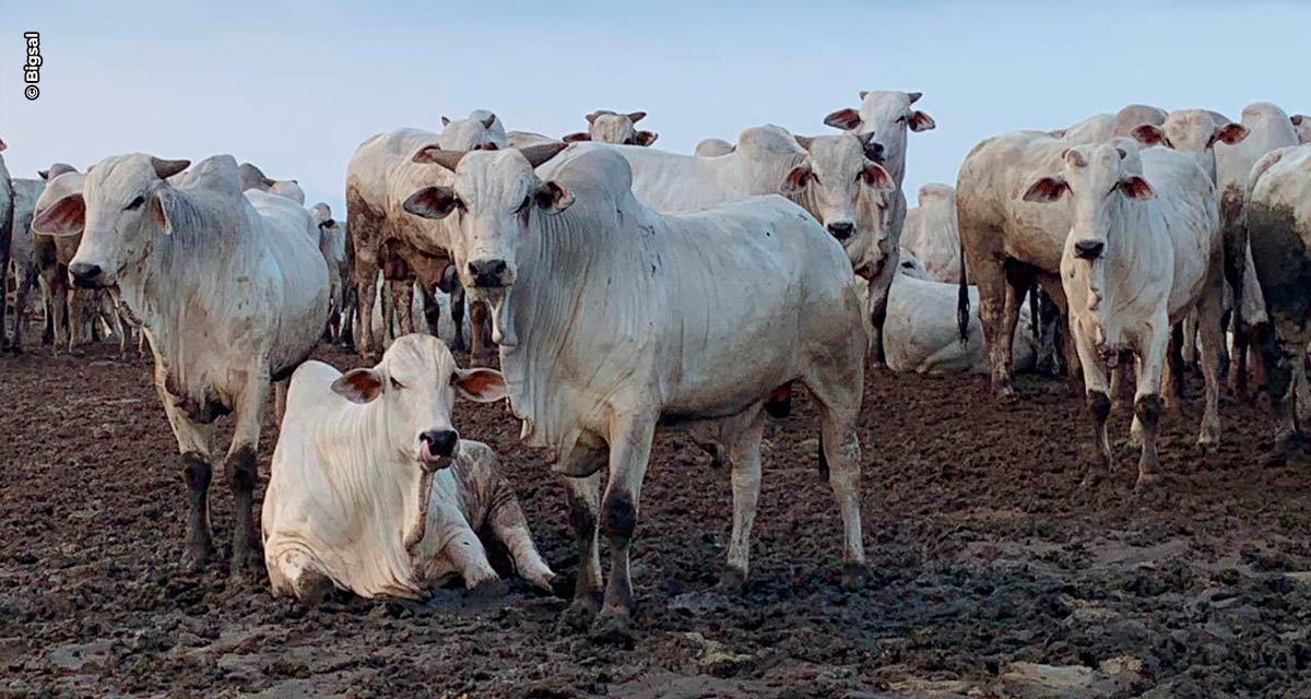 Qual a melhor estratégia em período de estiagem na região Norte: semiconfinamento, confinamento convencional ou terminação intensiva a pasto?