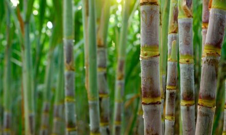Biotecnologia amplia produtividade e rentabilidade de produtores de cana-de-açúcar