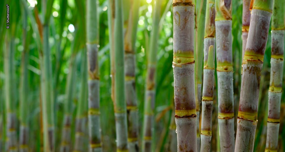 Biotecnologia amplia produtividade e rentabilidade de produtores de cana-de-açúcar