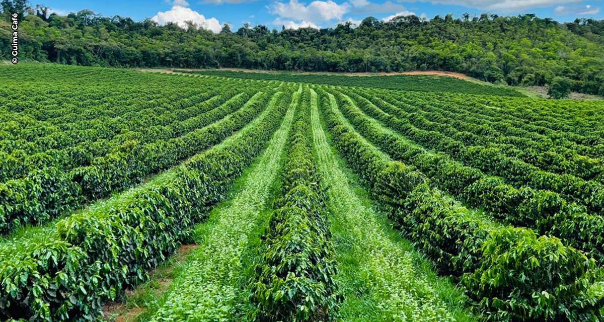 Guima Café adota policultivo e mix de cobertura em suas lavouras para ter cafés cada vez mais especiais