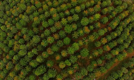 Polo Florestal faz movimentação milionária em Minas Gerais