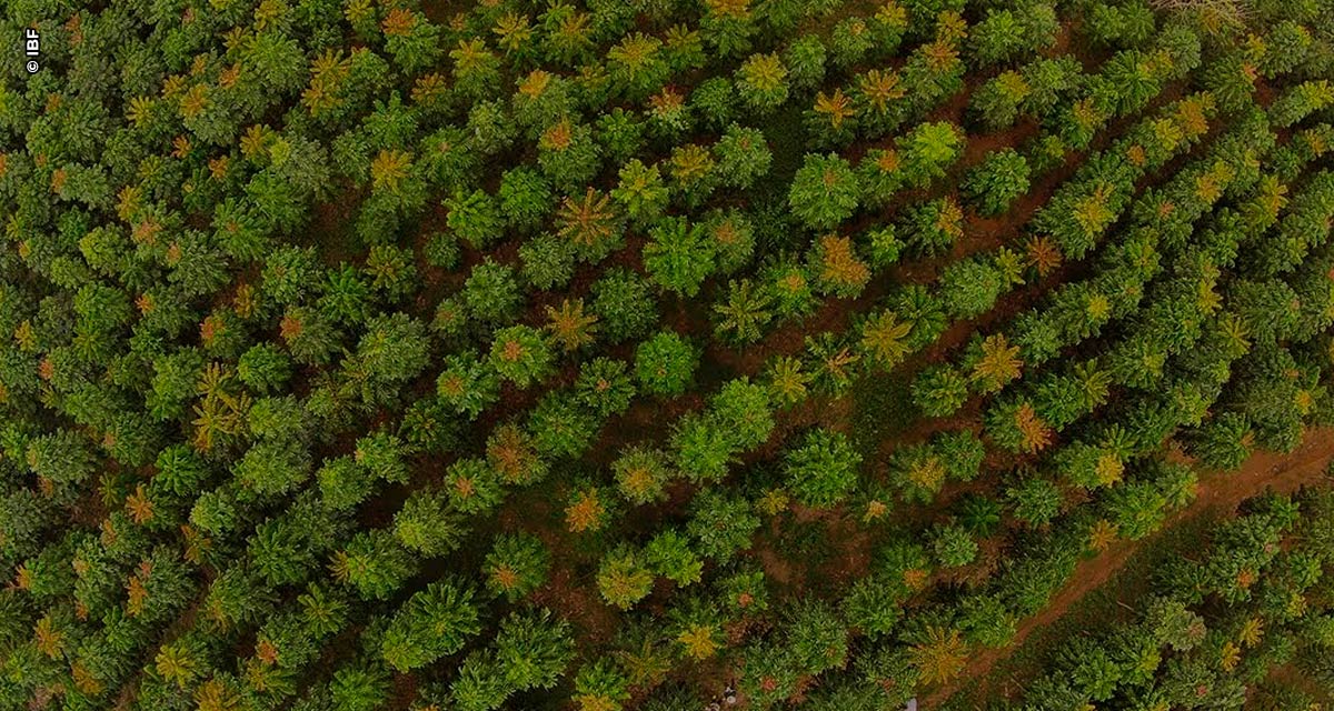 Polo Florestal faz movimentação milionária em Minas Gerais