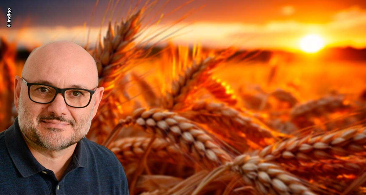 Biológicos para alta produtividade de trigo