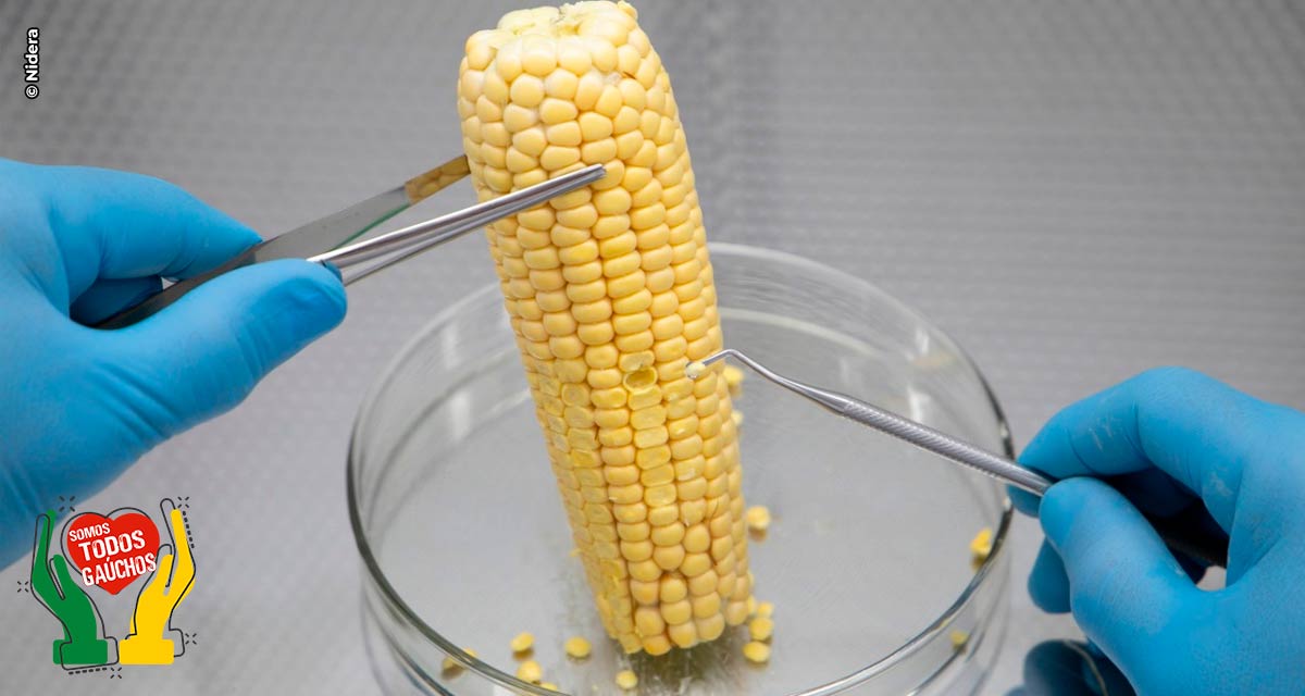 Dia Nacional do Milho: a ciência a serviço de   uma das potências do agronegócio brasileiro