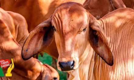 Febre Aftosa – São Paulo finaliza inquérito epidemiológico para comprovar ausência da doença sem animais reagentes