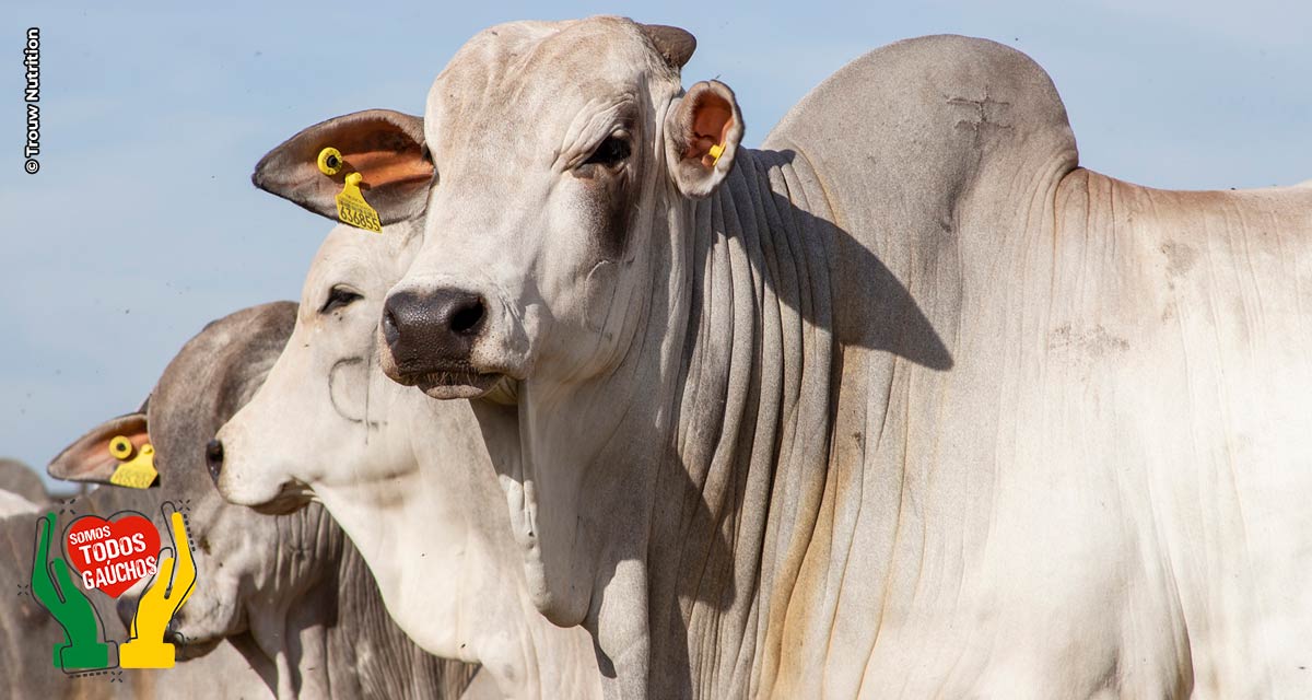 Trouw Nutrition apresenta ferramentas para a análise de matérias-primas no campo, no Acricorte 2024
