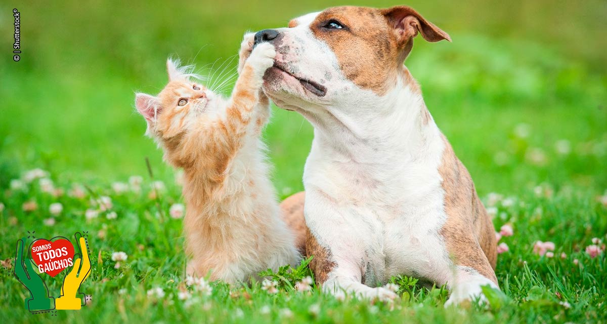Ciência confirma eficácia de tecnologias nutricionais para saúde intestinal dos pets