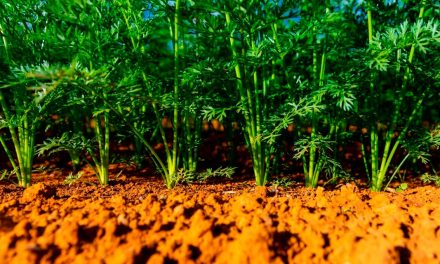 Produção de hortifrúti sem resíduos químicos ganha impulso com biotecnologia