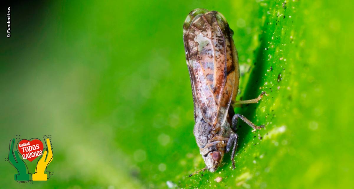 Incidência de greening em lavouras de cítricos cresce 56% e pesquisadores seguem em busca de conter a doença