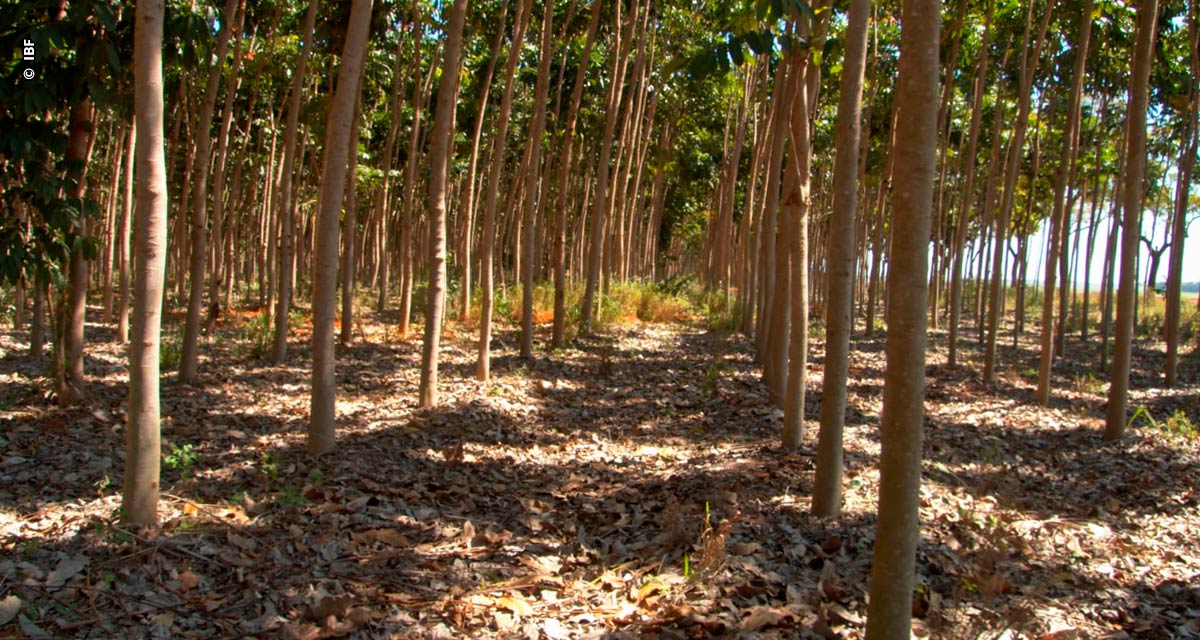 Reflorestamento comercial reduz CO2 e ganha destaque no planejamento ambiental brasileiro