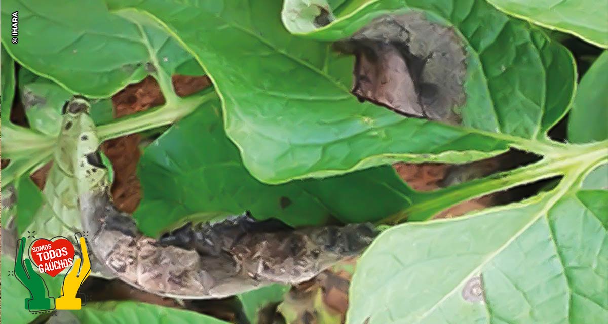 Agricultores devem ficar em alerta com os perigos da requeima em cultivos da batata e do tomate