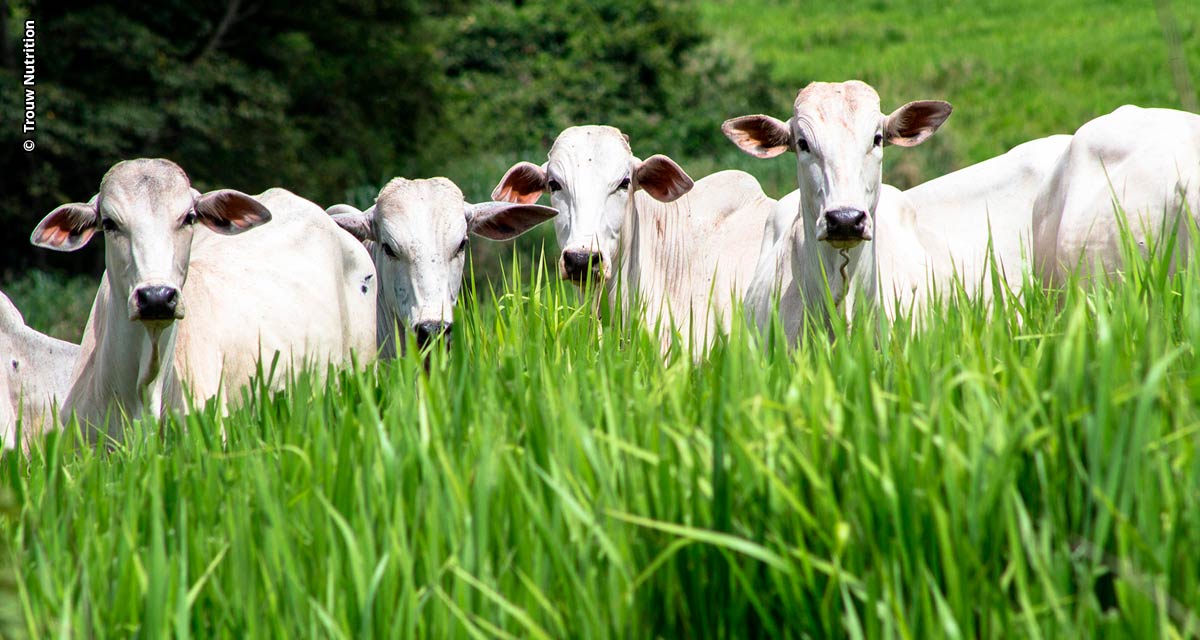 Suplementação adequada, quantidade e qualidade do pasto definem o desempenho na engorda de bovinos a pasto