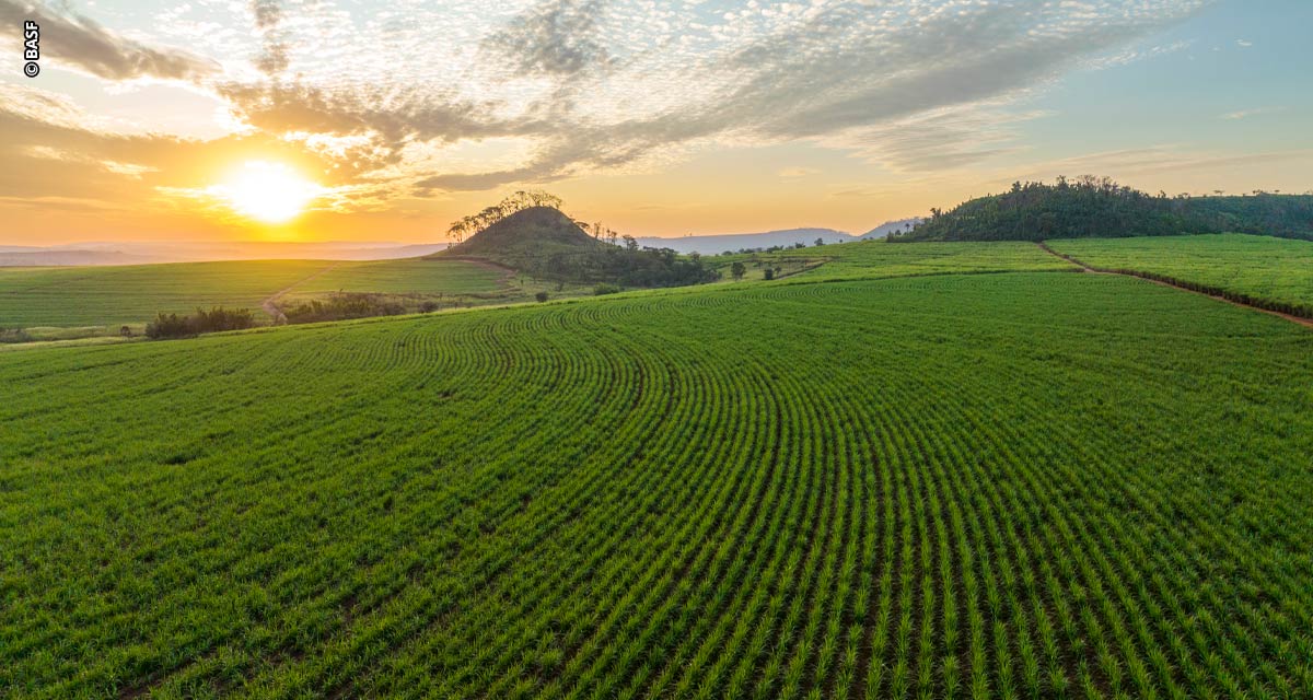 Aplicação localizada de defensivos gera economia e maior sustentabilidade no campo