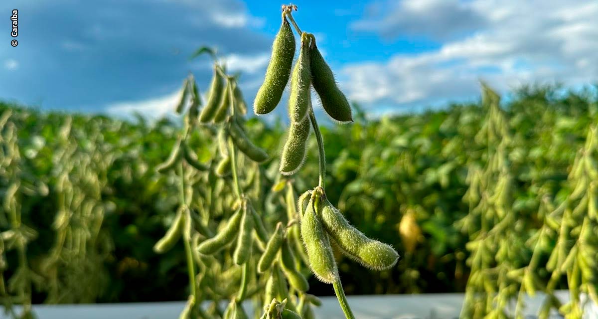 Caraíba Genética e Sementes lança três novas cultivares de soja desenvolvidas para o Cerrado brasileiro