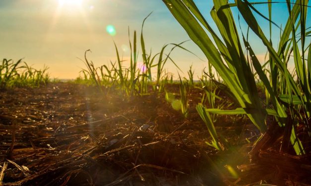 Com chegada da La Niña, canaviais podem ter alta incidência de plantas daninhas