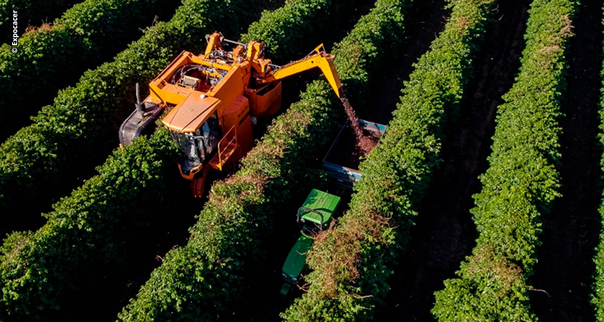 Novas tecnologias permitem rebeneficiamento de 30 toneladas de café por hora e redução de custo de 20% na manutenção de maquinários