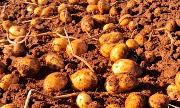 Adubação de cobertura incrementa o rendimento no cultivo da batata