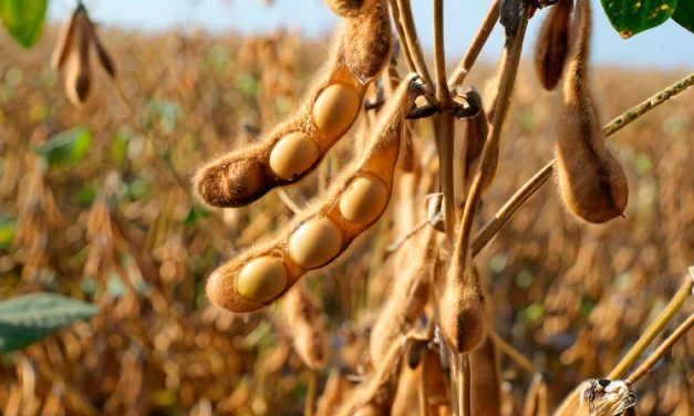 La Niña deve provocar períodos de estiagem no Sul do país e impactar na produção de soja