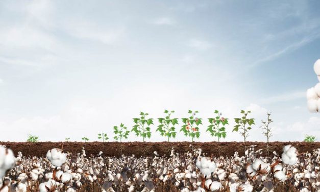 Sumitomo Chemical busca protagonismo na cotonicultura reforçando plataforma de soluções para o algodão
