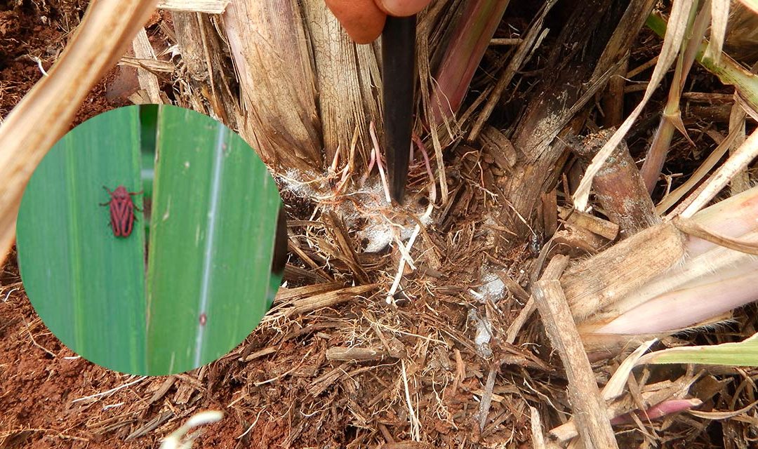 O que agricultor precisa saber sobre a cigarrinha-da-cana e seu controle