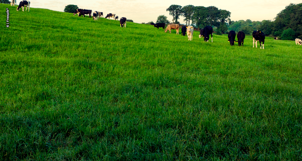 Adubar pastagens de forma correta evita prejuízos e aumento de custos ao pecuarista