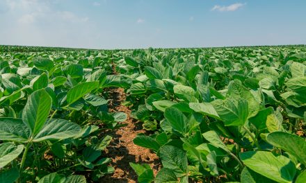 Cresce uso de bioinsumos contra doenças foliares, evitando perdas e gerando sinergia no manejo com defensivos químicos