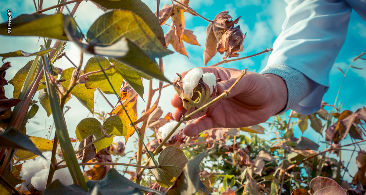 Destruição de soqueiras é prática essencial para uma cotonicultura sustentável