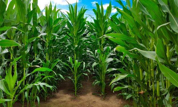 Tecnologias avançadas aceleram o desenvolvimento de cultivares e antecipam as demandas do campo