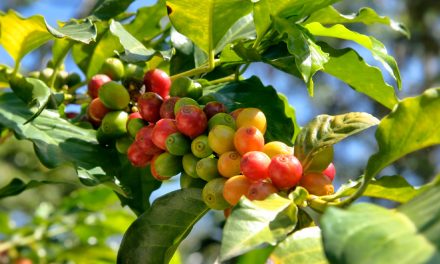 Verão no Sudeste pode impactar produção  de café e pressionar preços