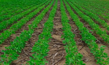 Cultivares resistentes a nematóides e de ciclo curto são tendência na próxima safra