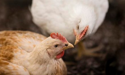 ChickenTrack 2024: O que a indústria avícola do Brasil precisa saber sobre a demanda por produtos com maior bem-estar animal na UE