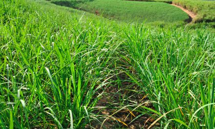 Potencial da cana-de-açúcar impulsiona segmento de nutrifisiologia