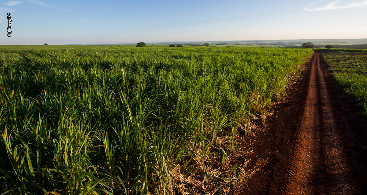 IA auxilia na identificação de mamona, corda-de-viola e mucuna-preta no cultivo de cana-de-açúcar