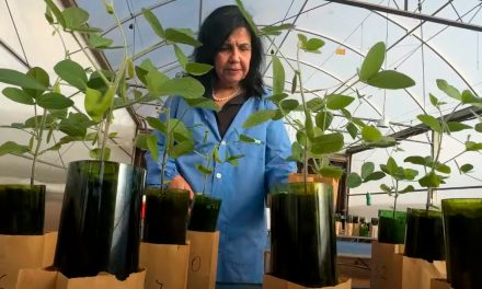 ABAG comemora indicação de cientista brasileira ao “Nobel da Agricultura”