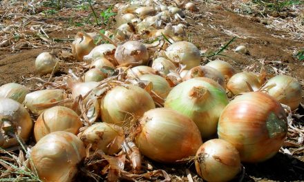 Importação de cebola pelo Brasil aumenta quase cinco vezes em março