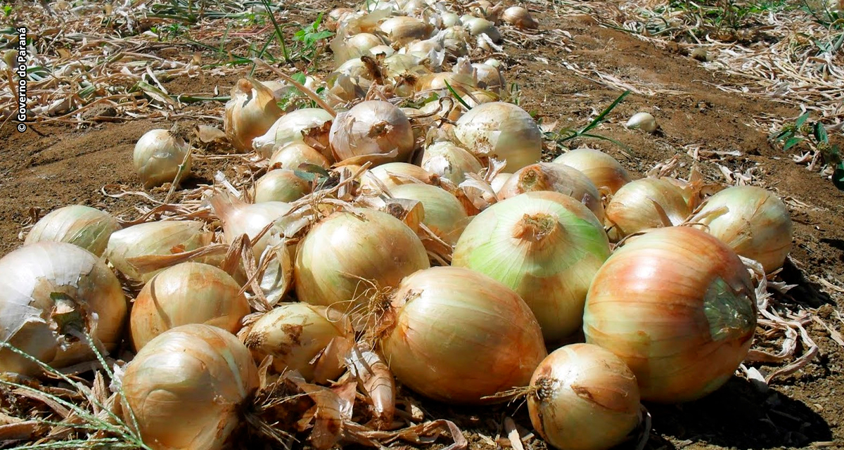 Importação de cebola pelo Brasil aumenta quase cinco vezes em março