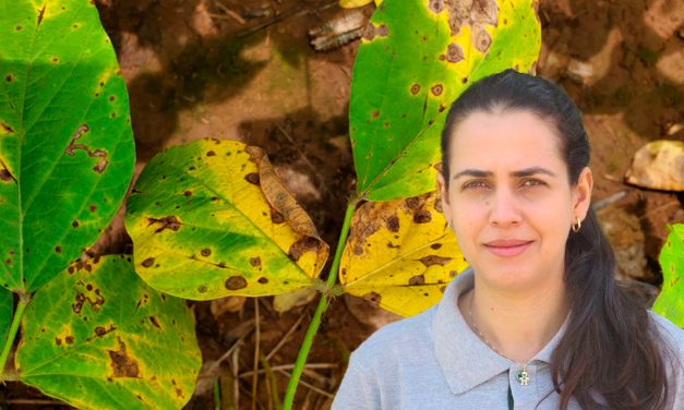 Com a podridão-de-grãos em segundo plano, mancha-alvo e cercospora se tornam os principais desafios do sojicultor, segundo Fundação Rio Verde