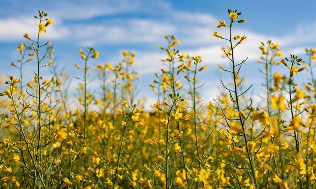 Com semente 100% produzida no Brasil, cultivo de canola pode decolar como biocombustível ao setor aéreo